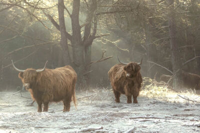 Winters beeld van Schotse Hooglanders