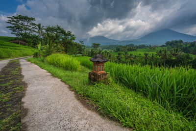 Small dirt road through the rice fields of Jatiluwih in Bali, Indonesia