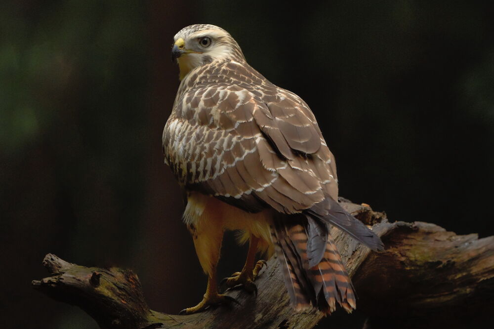 buizerd