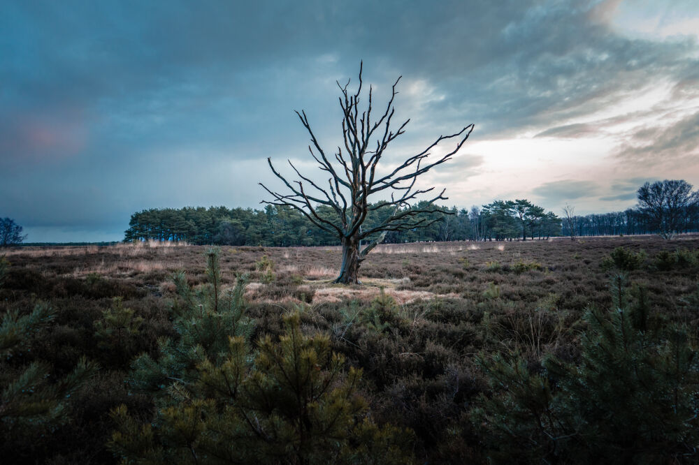 The Lonely Tree