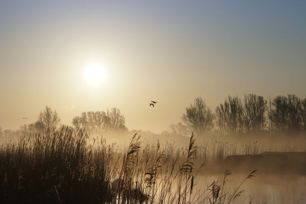 Goedemorgen