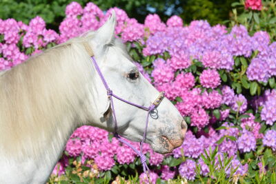 Pony bij rhododenderon
