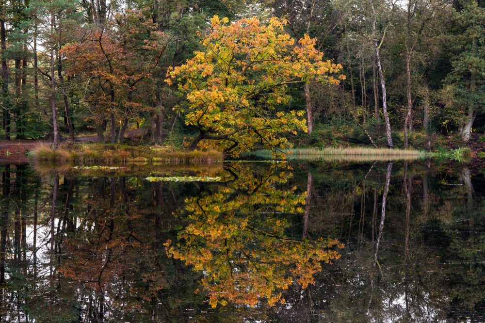 Boom weerspiegelend in de vijver