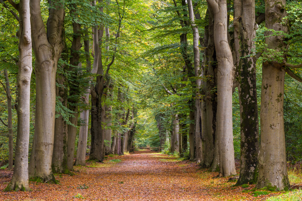 Een prachtig bospad in de Beetsterzwaagse bossen