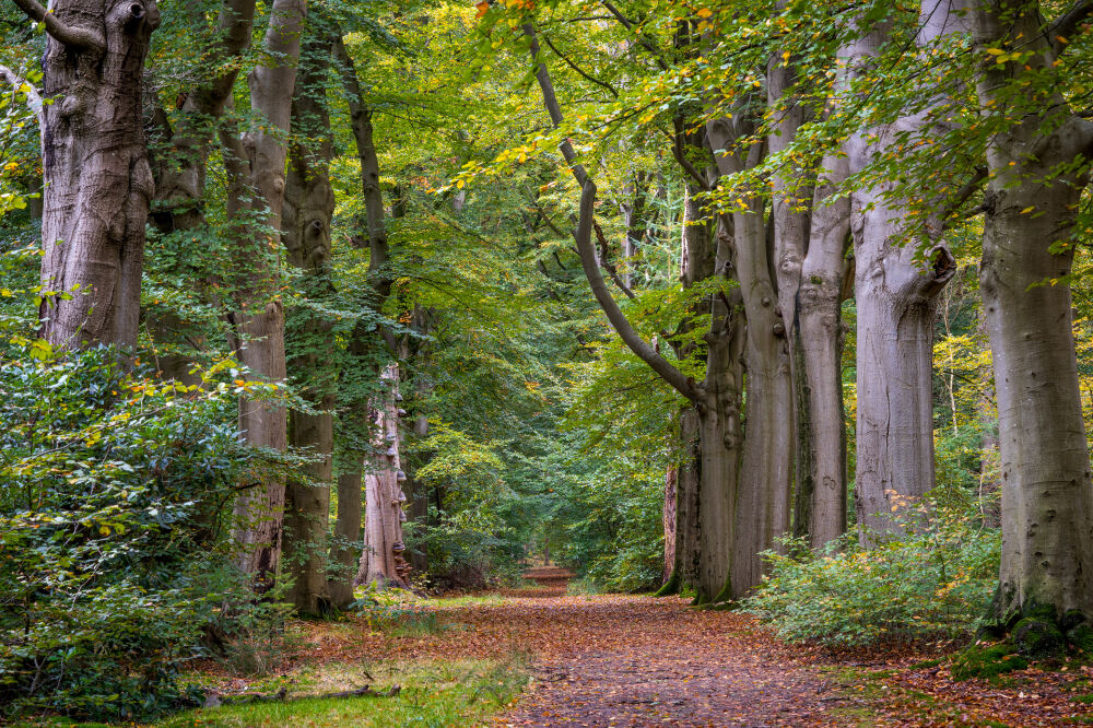 Herfst in het bos