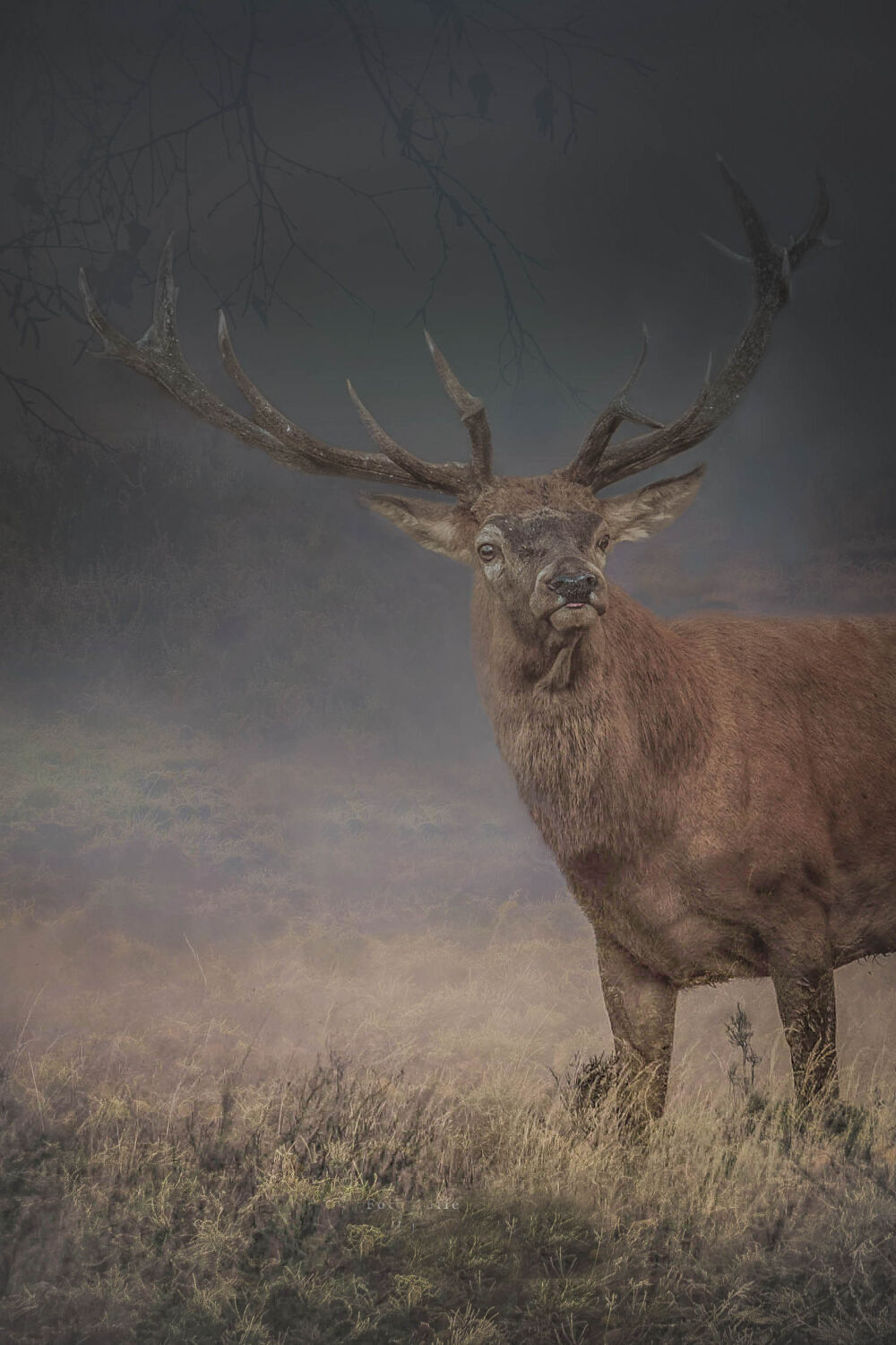 Edelhert in bronst tijd