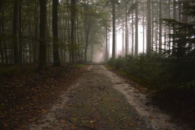 Path into the fog.