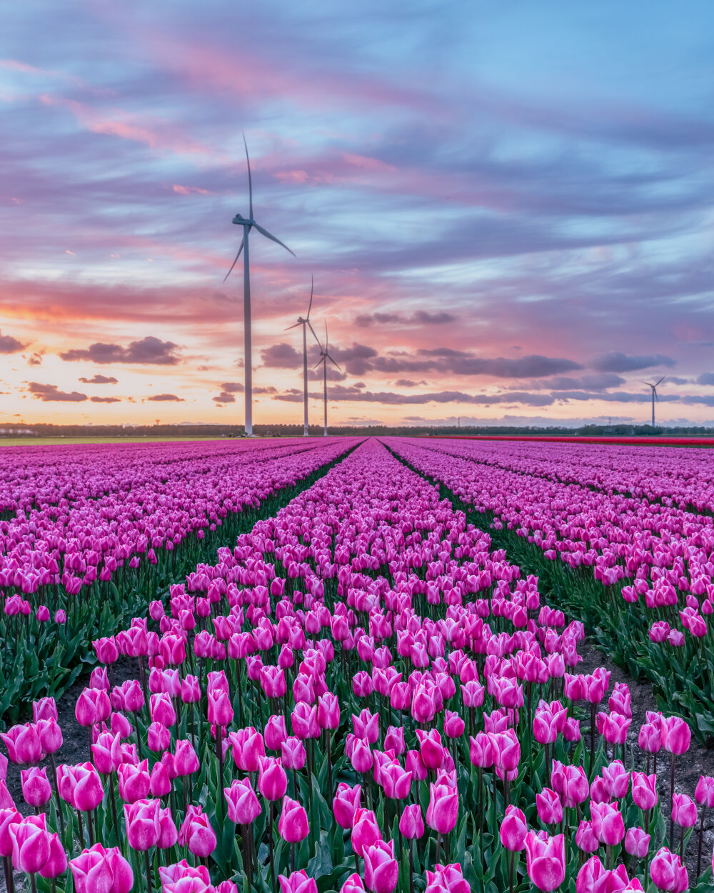 Tulpen bij zonsondergang