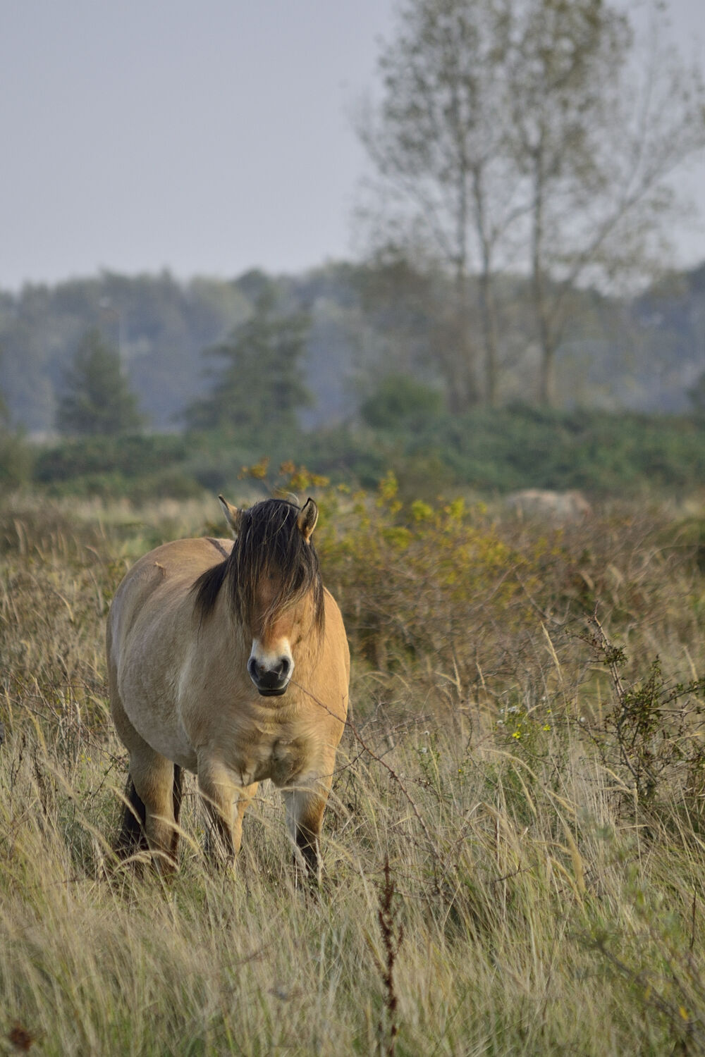 Konik paard