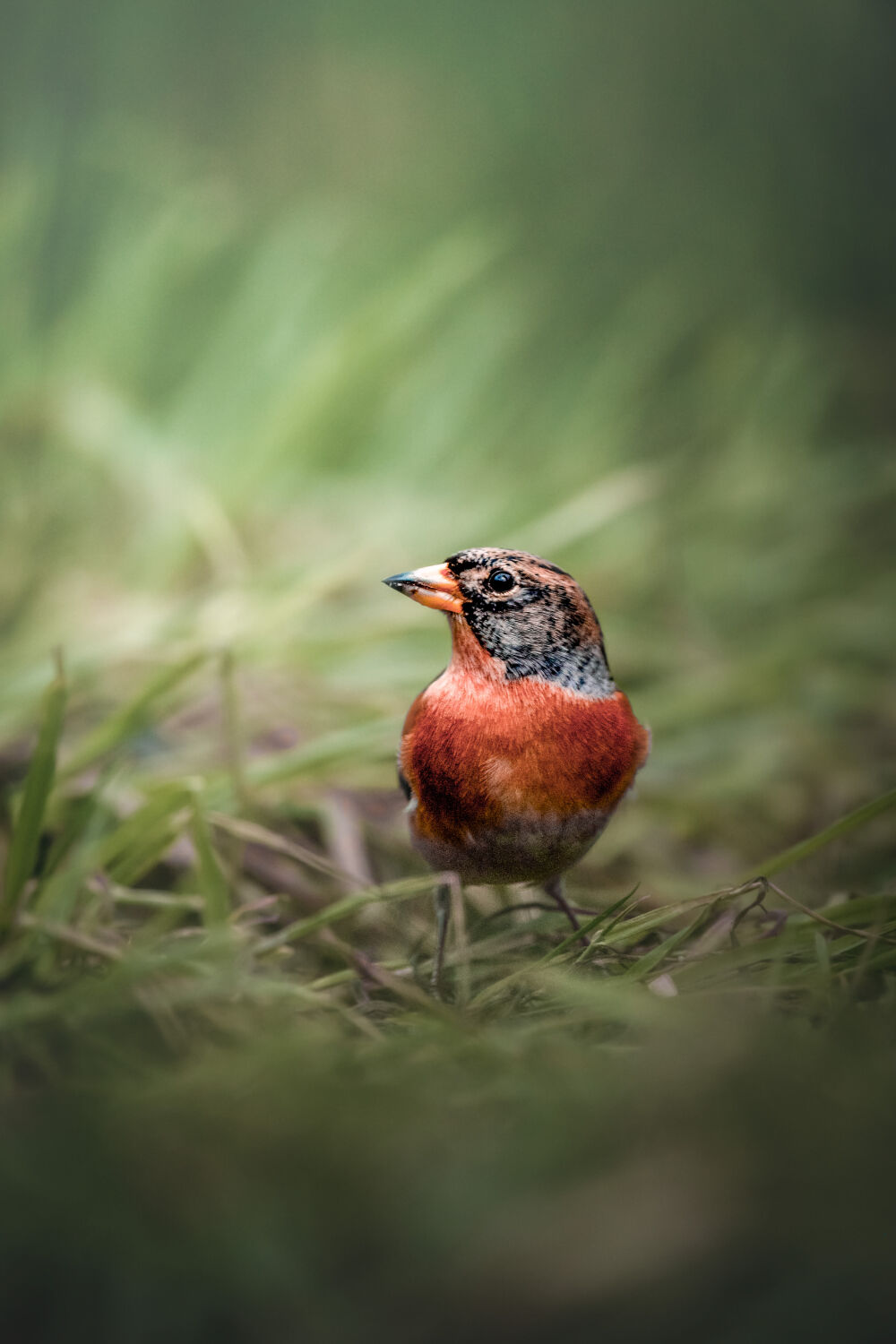 Vogeltje in het gras