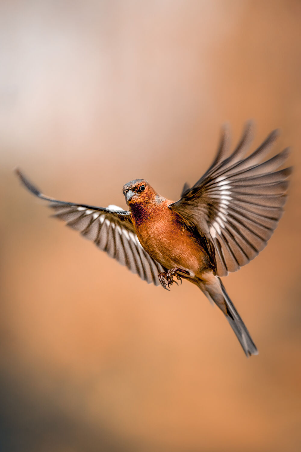 Vink dansend in de lucht