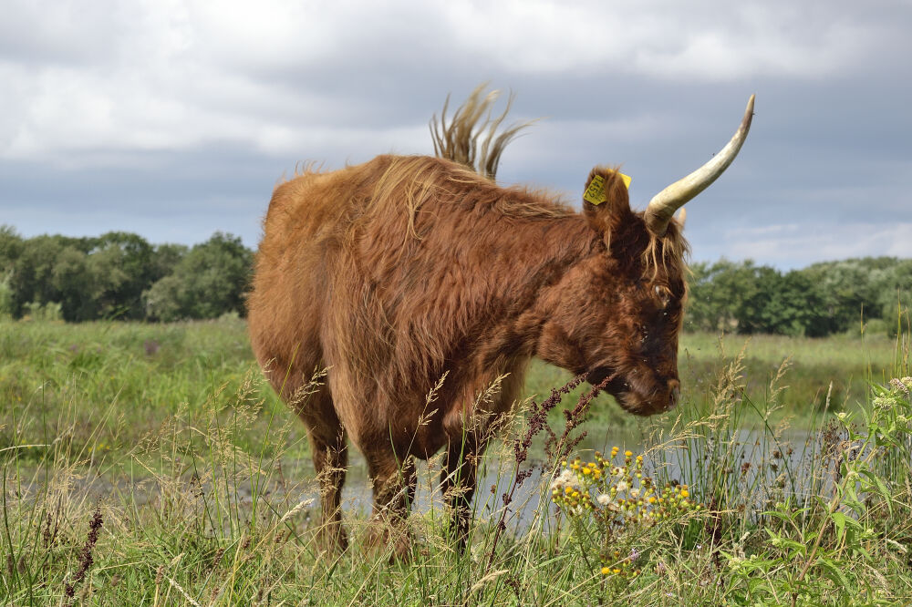 Schotse hooglander