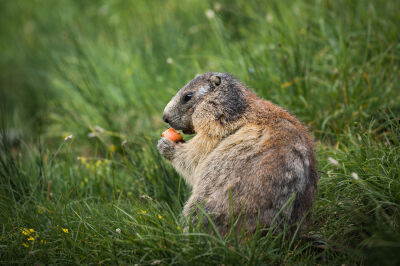 Etende marmot
