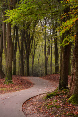 Bicycle path through the forest