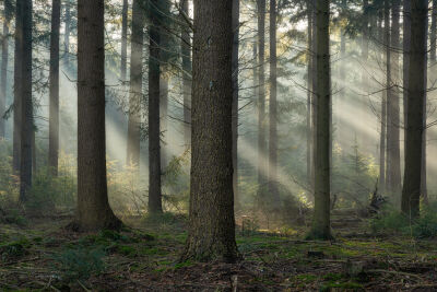 Sun rays in the forest