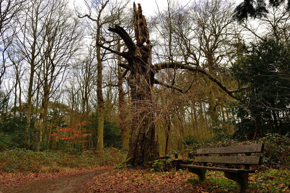 Bankje bij dode boom