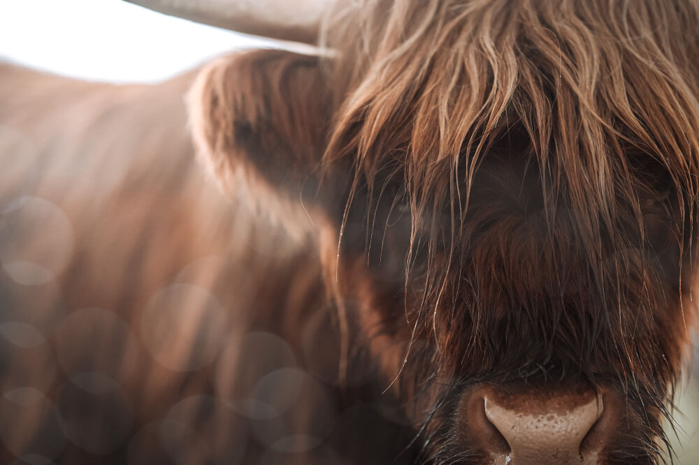 Schotse Hooglander close-up