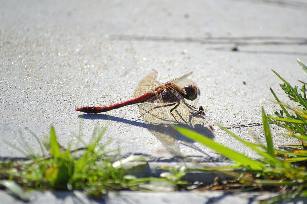 Grote rode heidelibel