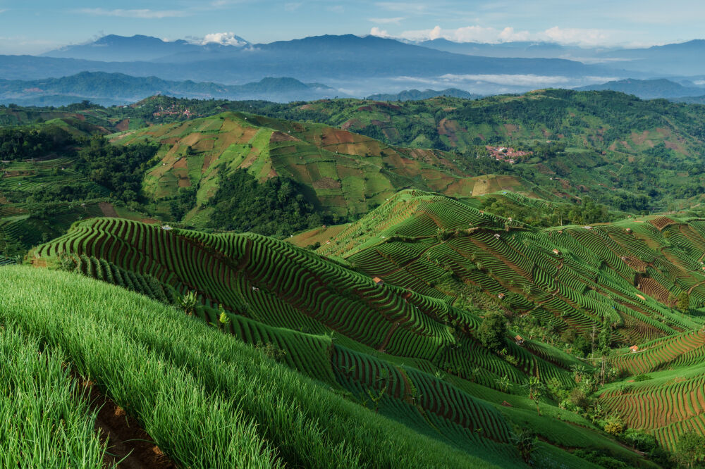 The onion fields of Majalengka, West Java