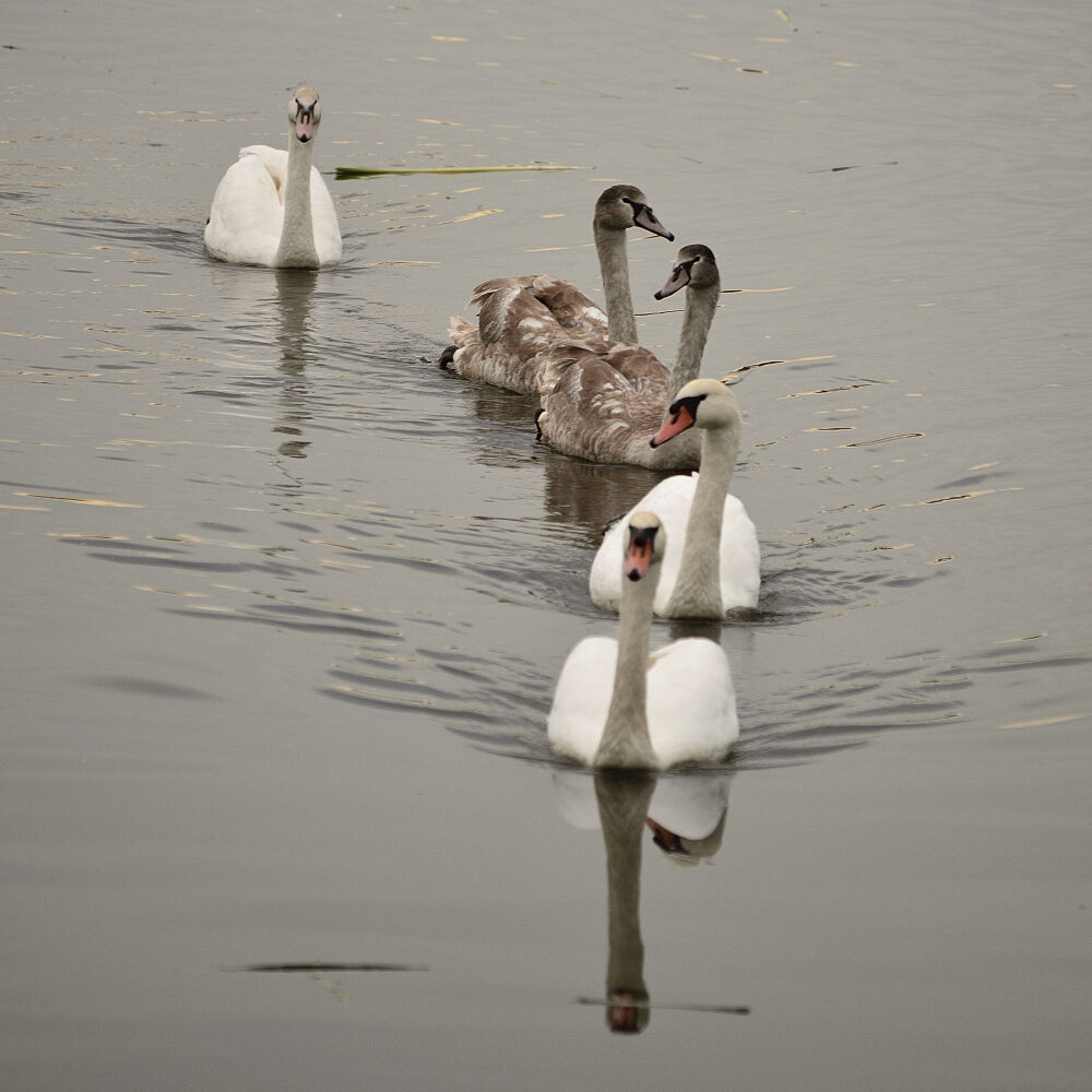 Zwanenfamilie