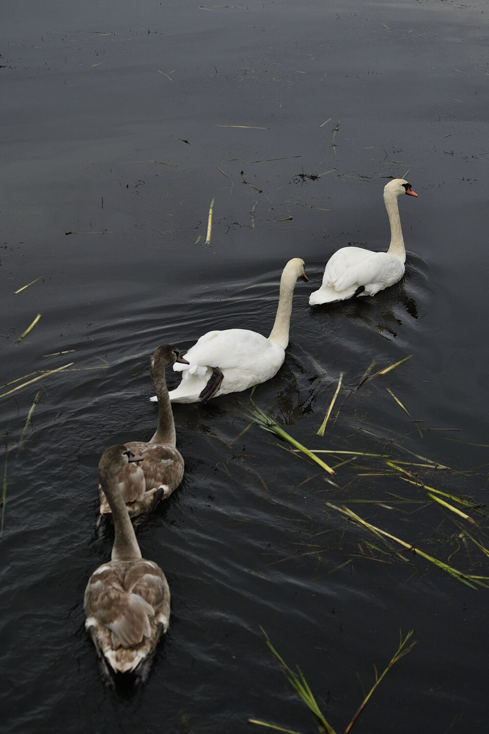 Zwanenfamilie