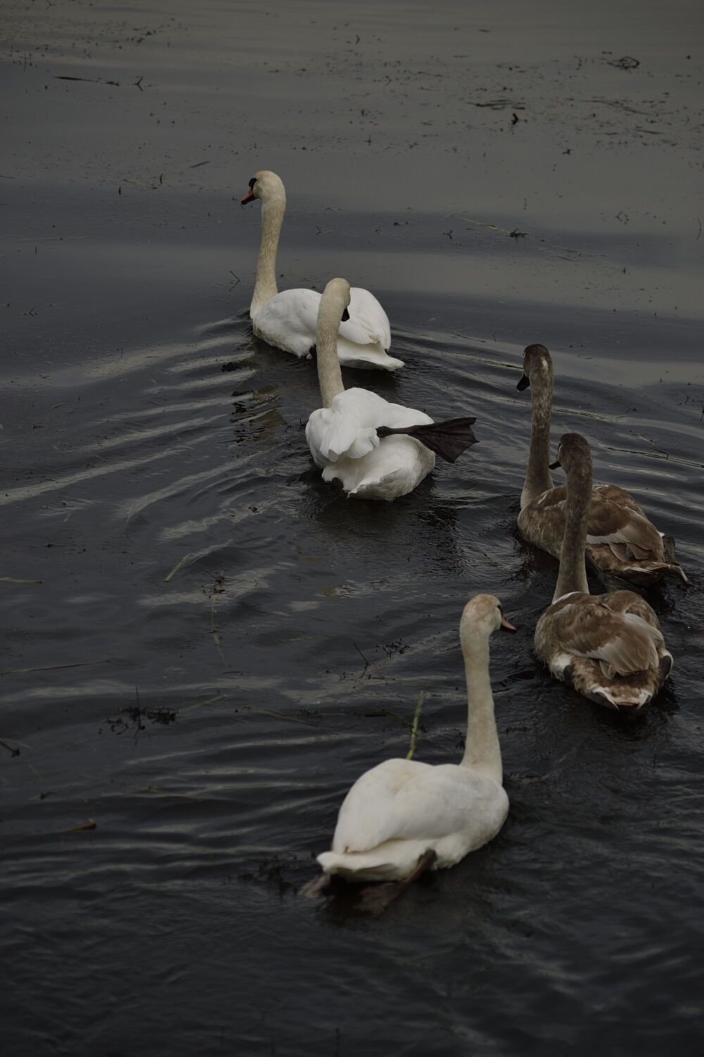 Familie zwaan