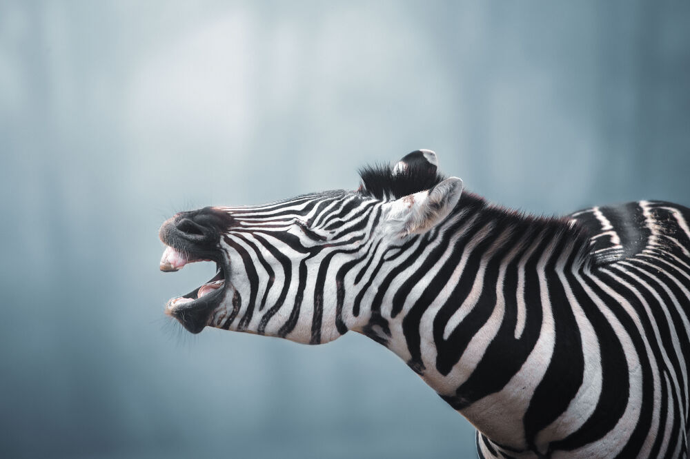 Zebra