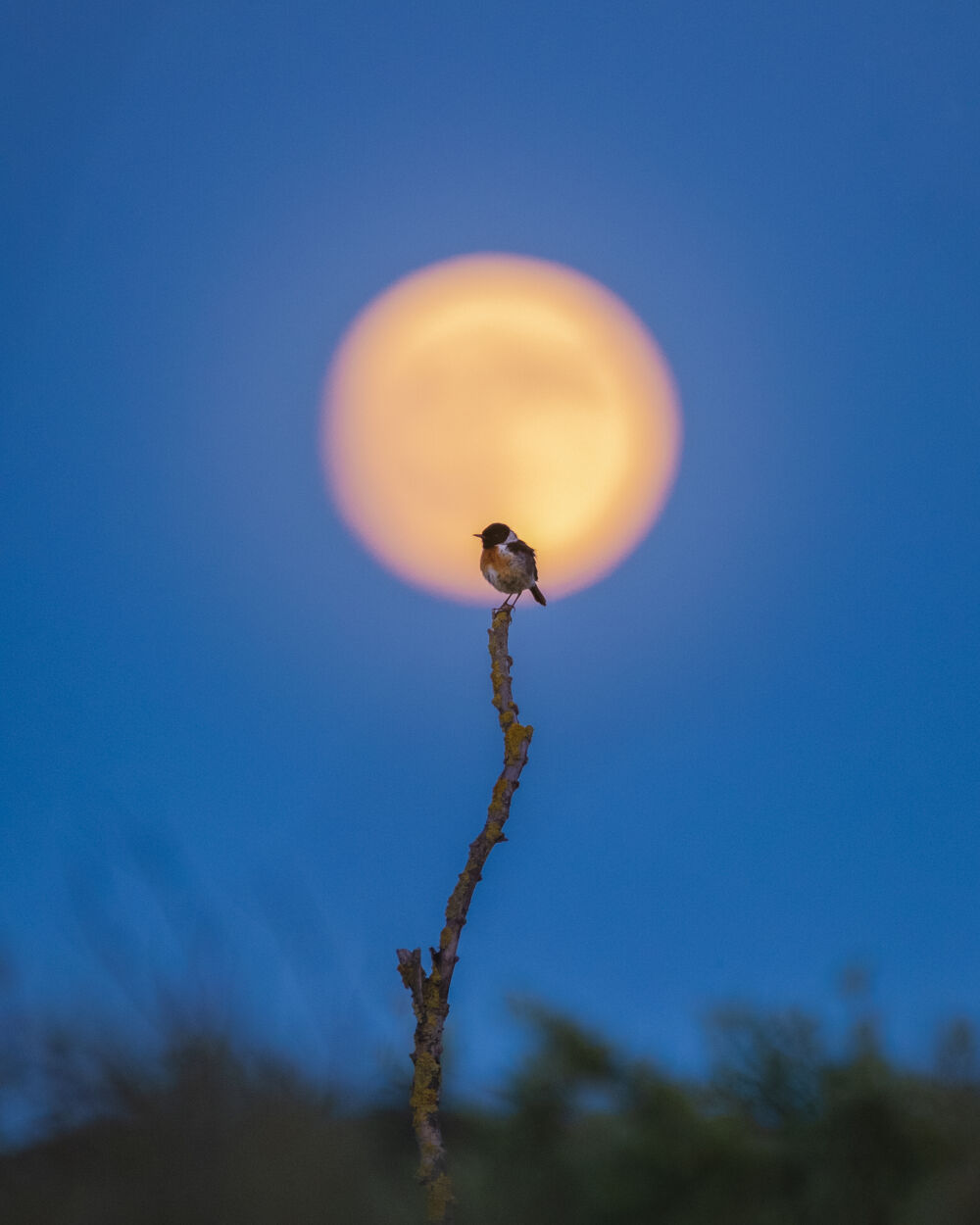 Moonlit Stonechat