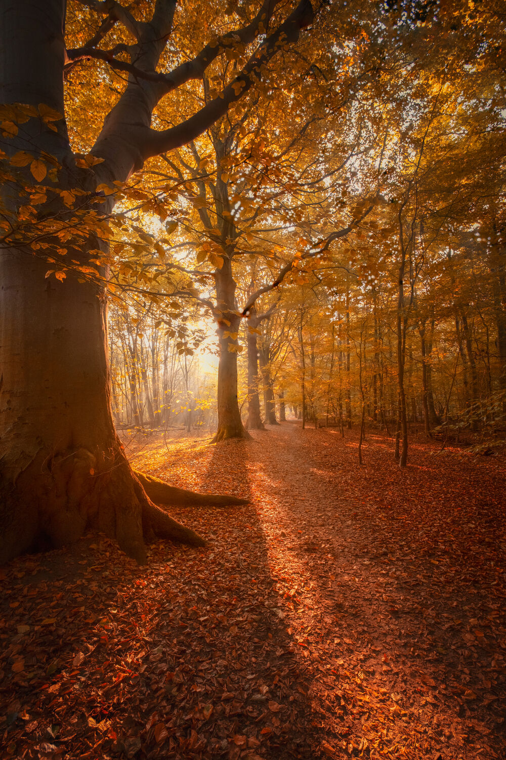 Gouden herfst