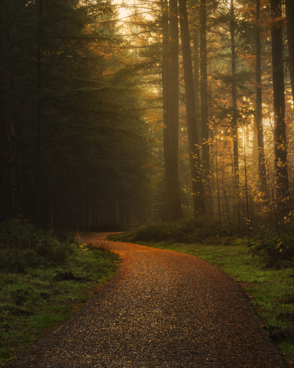 Autumn forest path