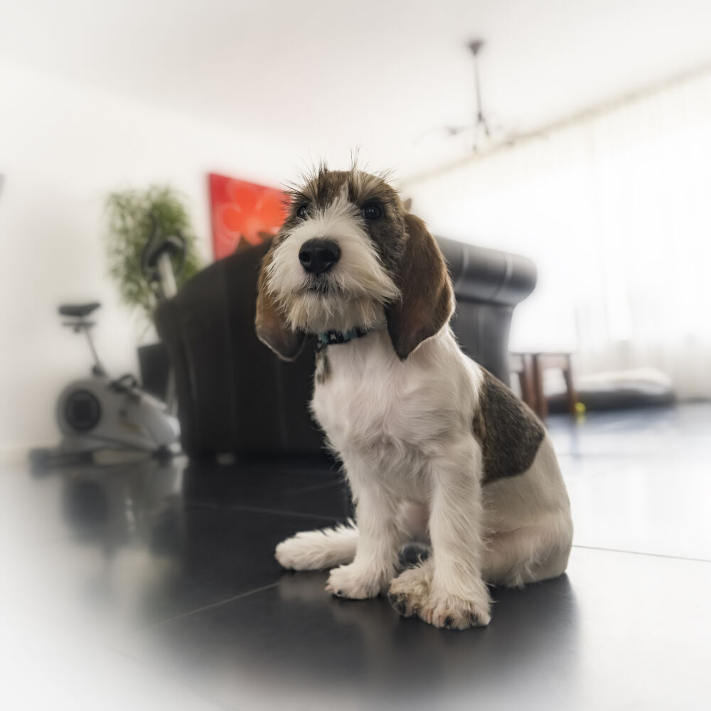 Puppie PBGV