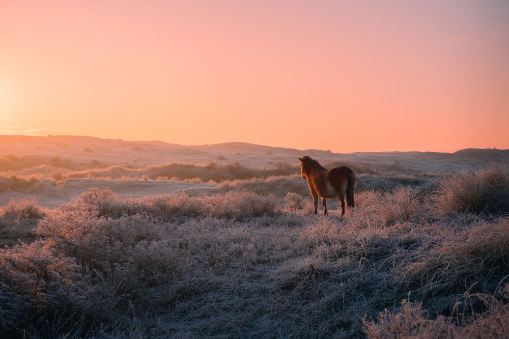 Morning has broken