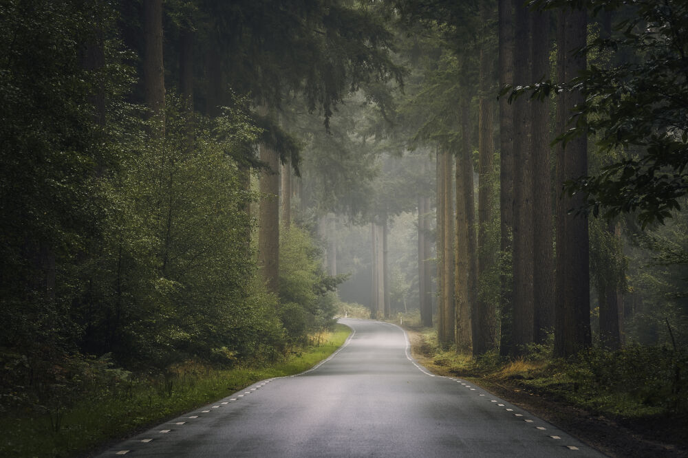 Forest Road