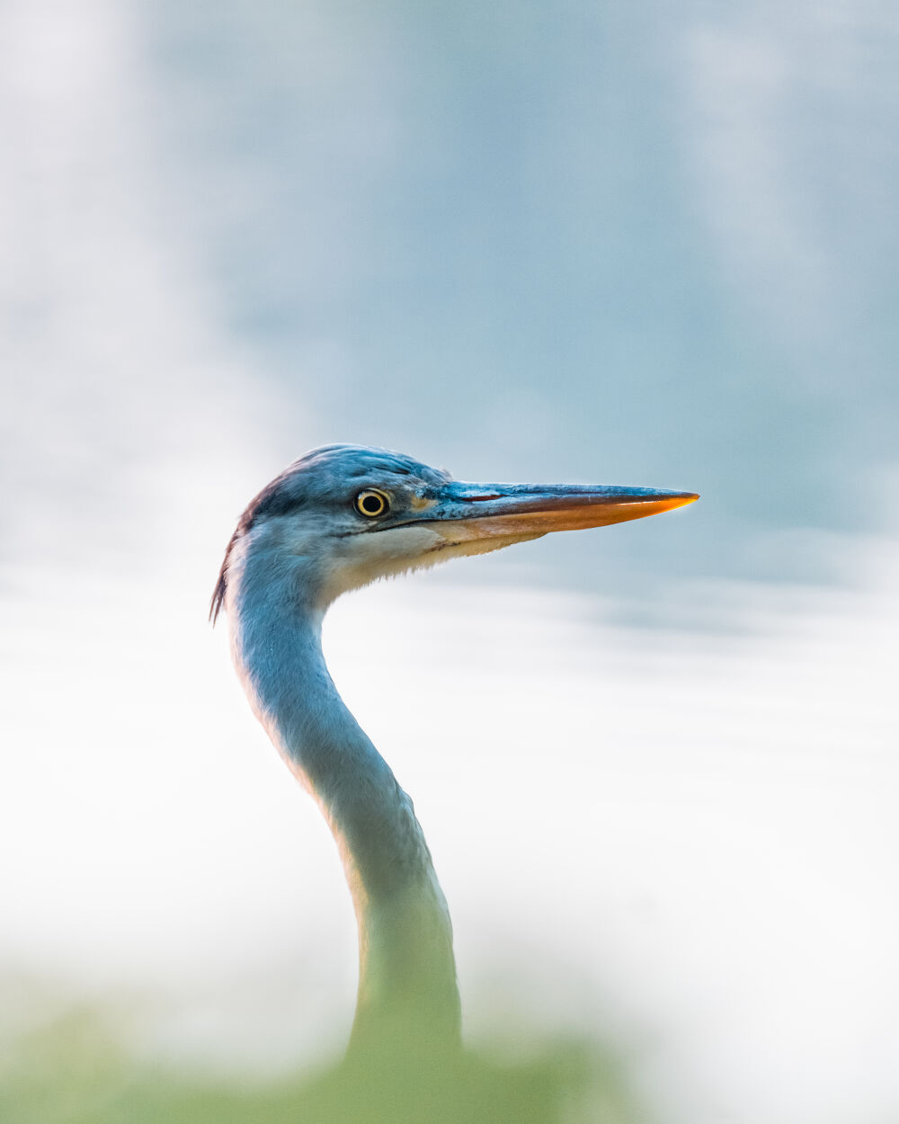 Blue Heron