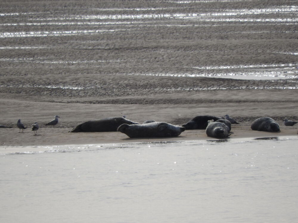 Zeehonden relaxen