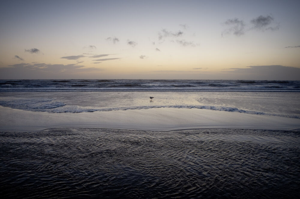 Meeuw op het strand van Zandvoort