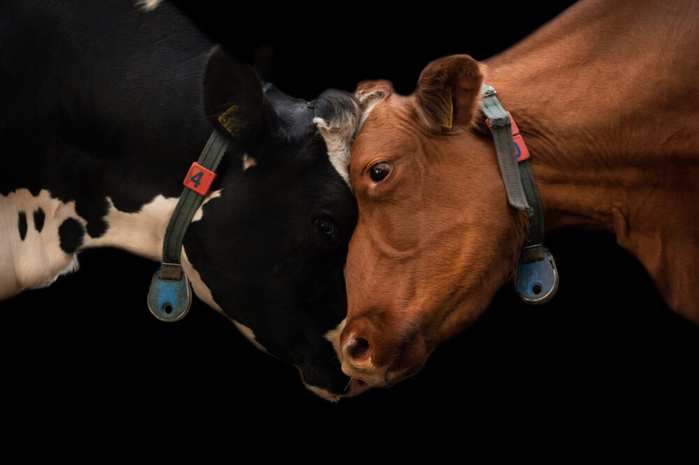 Cow duo