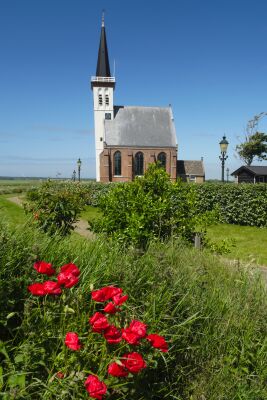 Klaprozen bij het witte kerkje van Den Hoorn op Texel