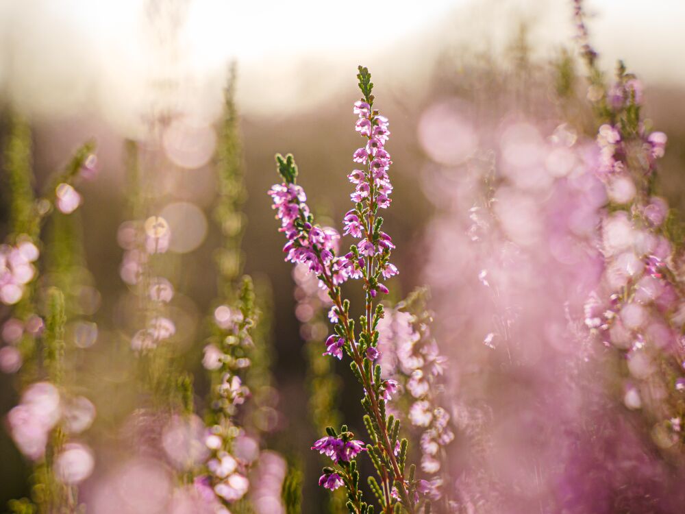 Paarse heide bij ochtendlicht met sfeervol tegenlicht en bokeh