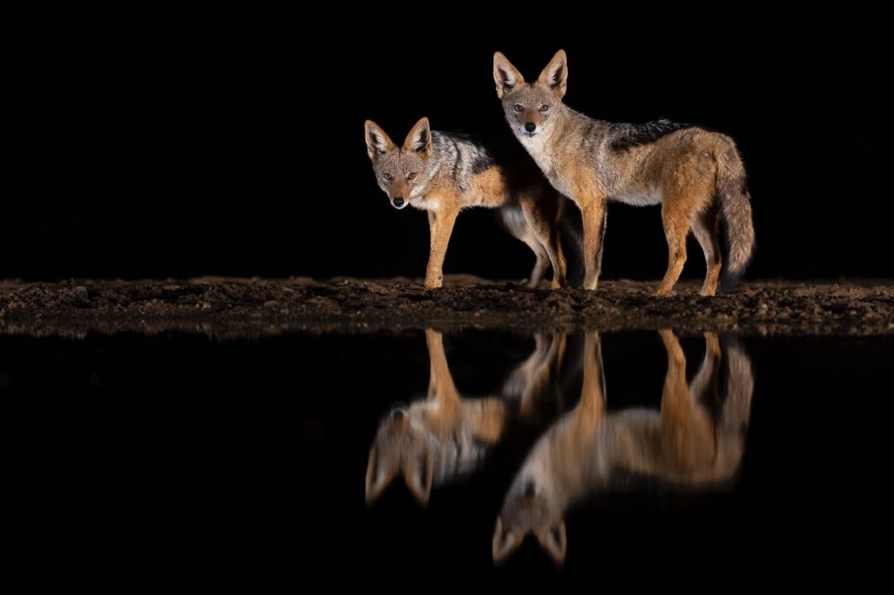 Jackal night reflection