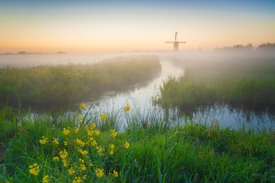 Foggy sunrise at Dutch windmill - A rustic landscape with wildflowers and stream