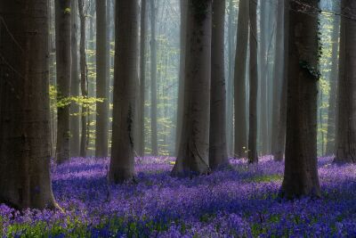 Bomen en bossen - Voorjaarsbloeiers