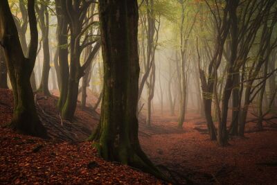 De Nederlandse bossen - Speulderbos