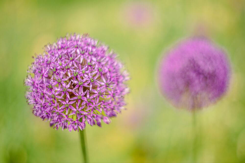 Uienbol een voorjaarsbloem