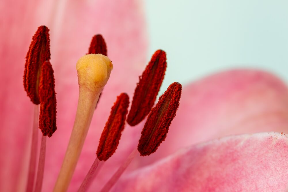 Pink lily macro photography