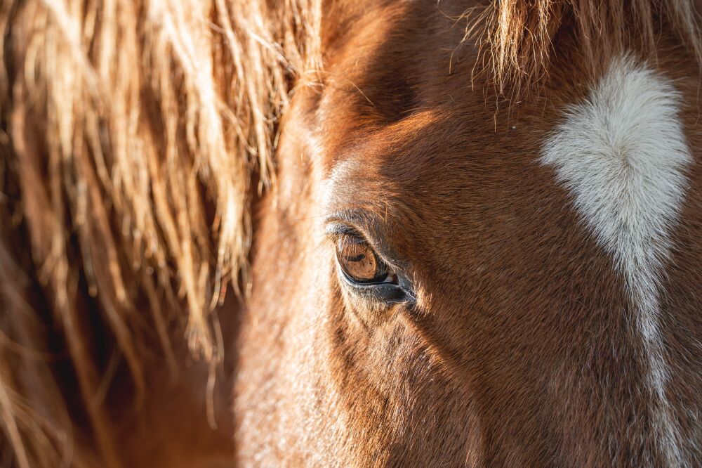 In de Ogen van de Zon - Gedetailleerd Paardenportret - Paard - Detail