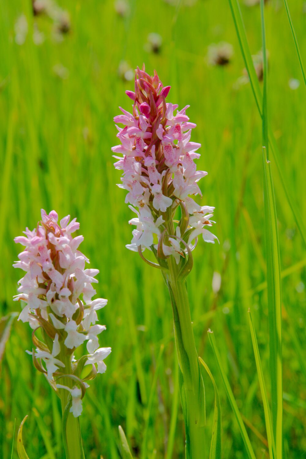 Orchidee op Texel in het gras