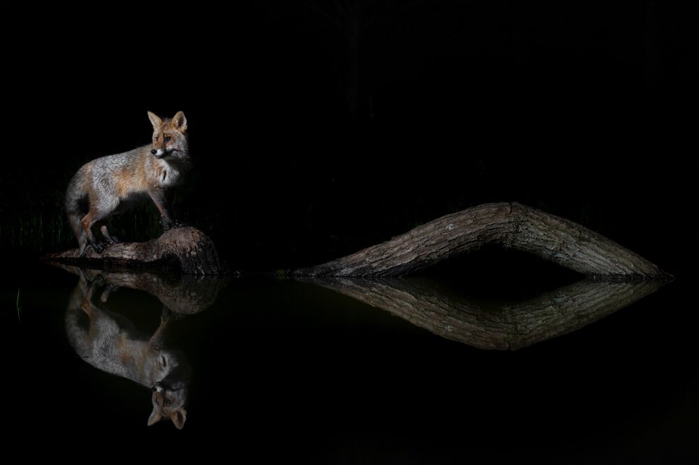 Night fox with reflection