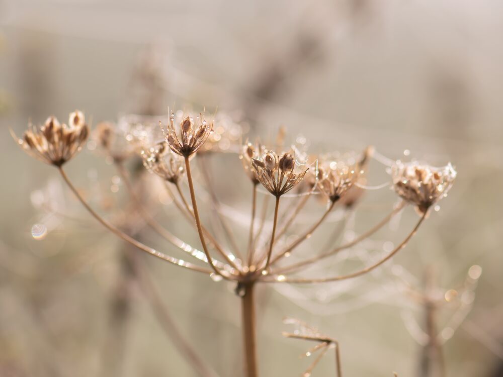 Kandelaar van de natuur