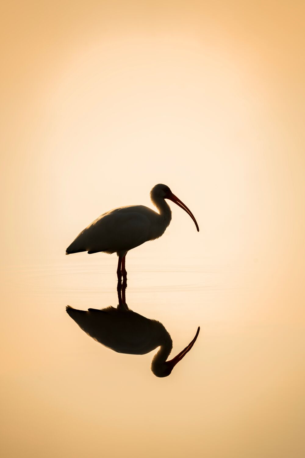 Sereniteit in Reflectie - Vogel in de Ochtendnevel